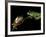 Red-Eyed Tree Frogs, Barro Colorado Island, Panama-Christian Ziegler-Framed Photographic Print