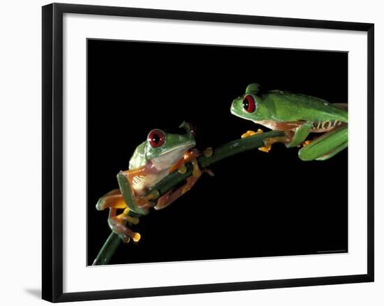 Red-Eyed Tree Frogs, Barro Colorado Island, Panama-Christian Ziegler-Framed Photographic Print