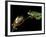 Red-Eyed Tree Frogs, Barro Colorado Island, Panama-Christian Ziegler-Framed Photographic Print