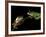 Red-Eyed Tree Frogs, Barro Colorado Island, Panama-Christian Ziegler-Framed Photographic Print