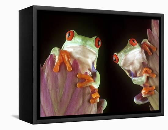 Red-Eyed Tree Frogs-David Aubrey-Framed Premier Image Canvas