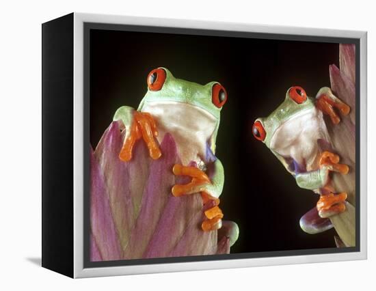 Red-Eyed Tree Frogs-David Aubrey-Framed Premier Image Canvas