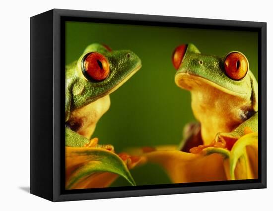 Red-Eyed Tree Frogs-David Aubrey-Framed Premier Image Canvas