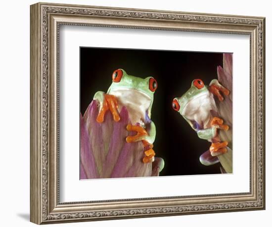 Red-Eyed Tree Frogs-David Aubrey-Framed Photographic Print