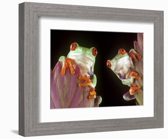 Red-Eyed Tree Frogs-David Aubrey-Framed Photographic Print