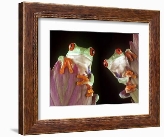 Red-Eyed Tree Frogs-David Aubrey-Framed Photographic Print