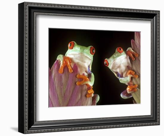 Red-Eyed Tree Frogs-David Aubrey-Framed Photographic Print