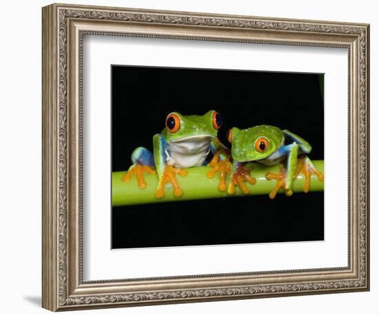 Red-eyed Tree Frogs-Kevin Schafer-Framed Photographic Print