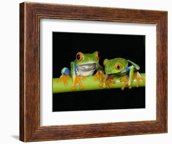 Red-eyed Tree Frogs-Kevin Schafer-Framed Photographic Print