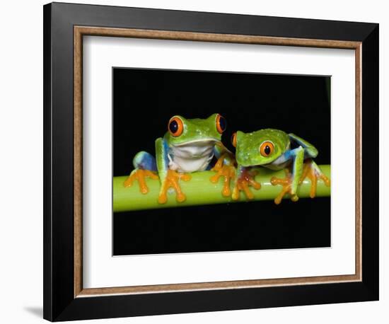 Red-eyed Tree Frogs-Kevin Schafer-Framed Photographic Print