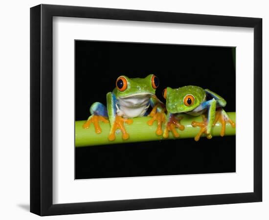 Red-eyed Tree Frogs-Kevin Schafer-Framed Photographic Print