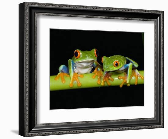 Red-eyed Tree Frogs-Kevin Schafer-Framed Photographic Print