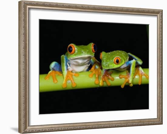 Red-eyed Tree Frogs-Kevin Schafer-Framed Photographic Print