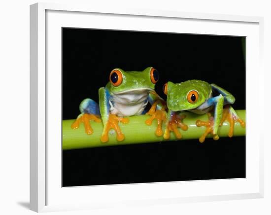 Red-eyed Tree Frogs-Kevin Schafer-Framed Photographic Print