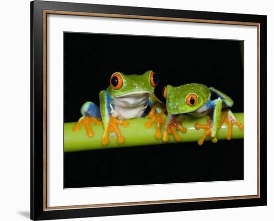 Red-eyed Tree Frogs-Kevin Schafer-Framed Photographic Print