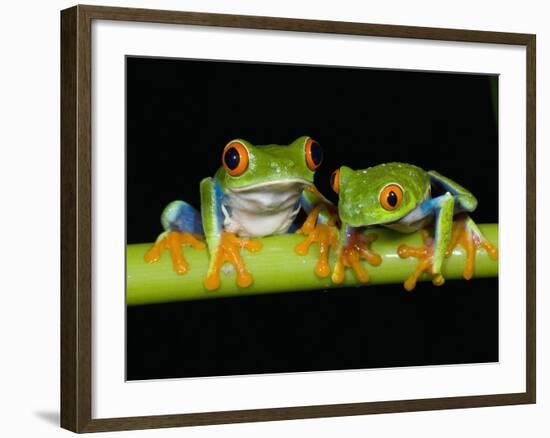 Red-eyed Tree Frogs-Kevin Schafer-Framed Photographic Print