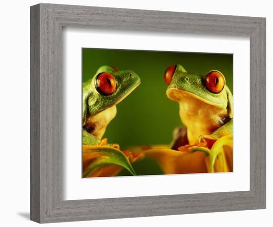 Red-Eyed Tree Frogs-David Aubrey-Framed Photographic Print