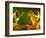 Red-Eyed Tree Frogs-David Aubrey-Framed Photographic Print