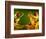 Red-Eyed Tree Frogs-David Aubrey-Framed Photographic Print