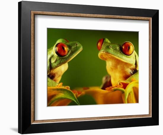 Red-Eyed Tree Frogs-David Aubrey-Framed Photographic Print