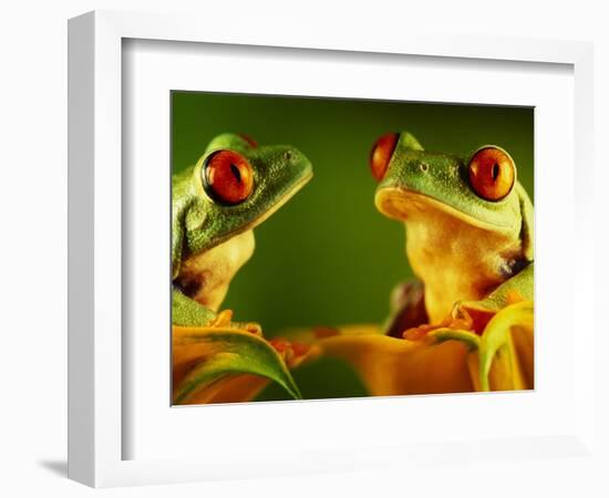 Red-Eyed Tree Frogs-David Aubrey-Framed Photographic Print