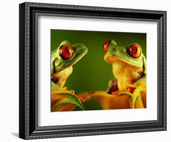 Red-Eyed Tree Frogs-David Aubrey-Framed Photographic Print