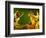 Red-Eyed Tree Frogs-David Aubrey-Framed Photographic Print