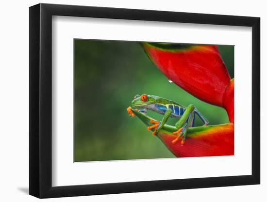 Red-eyed Treefrog, Costa Rica-Adam Jones-Framed Photographic Print