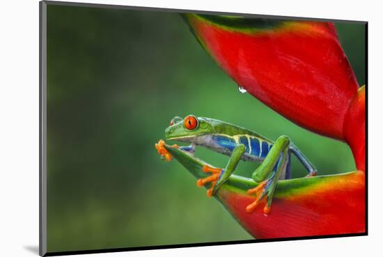 Red-eyed Treefrog, Costa Rica-Adam Jones-Mounted Photographic Print