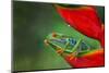 Red-eyed Treefrog, Costa Rica-Adam Jones-Mounted Photographic Print