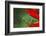 Red-eyed Treefrog, Costa Rica-Adam Jones-Framed Photographic Print