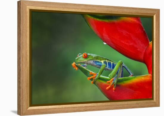 Red-eyed Treefrog, Costa Rica-Adam Jones-Framed Premier Image Canvas