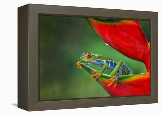 Red-eyed Treefrog, Costa Rica-Adam Jones-Framed Premier Image Canvas