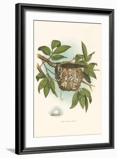 Red-Eyed Vireo Nest and Eggs-null-Framed Art Print