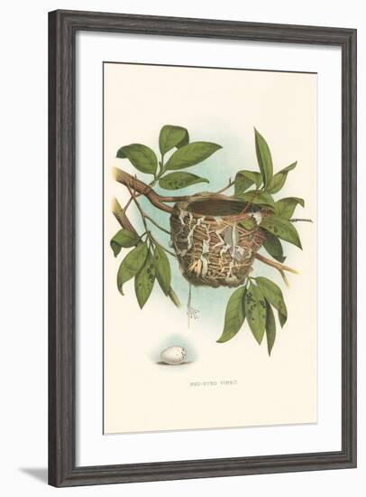 Red-Eyed Vireo Nest and Eggs-null-Framed Art Print