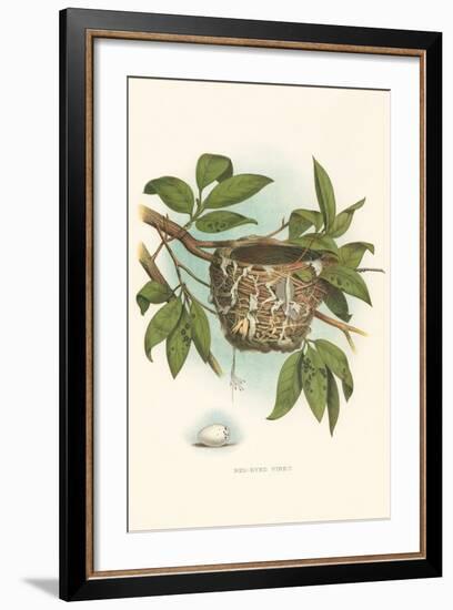 Red-Eyed Vireo Nest and Eggs-null-Framed Art Print