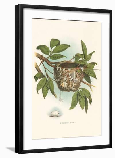 Red-Eyed Vireo Nest and Eggs-null-Framed Art Print