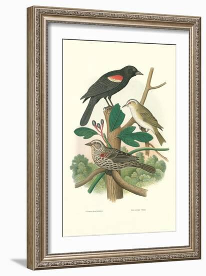 Red-Eyed Vireo, Red Wing Blackbird-null-Framed Art Print