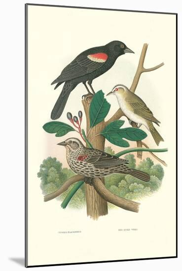 Red-Eyed Vireo, Red Wing Blackbird-null-Mounted Art Print