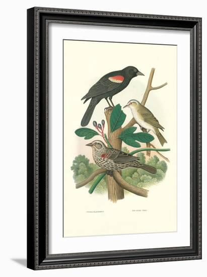 Red-Eyed Vireo, Red Wing Blackbird-null-Framed Art Print