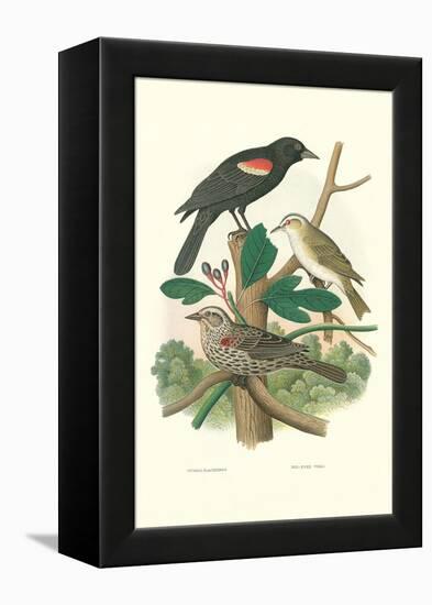 Red-Eyed Vireo, Red Wing Blackbird-null-Framed Stretched Canvas
