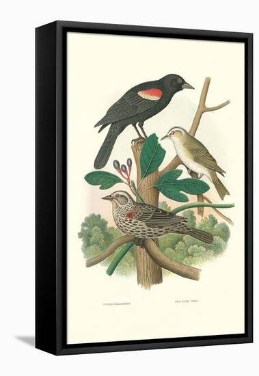 Red-Eyed Vireo, Red Wing Blackbird-null-Framed Stretched Canvas
