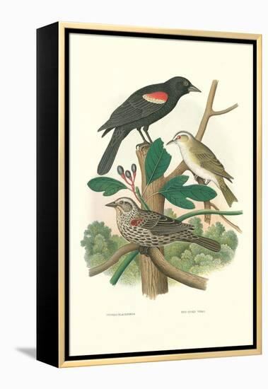 Red-Eyed Vireo, Red Wing Blackbird-null-Framed Stretched Canvas