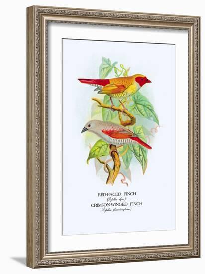 Red-Faced Finch, Crimson-Winged Finch-Arthur G. Butler-Framed Art Print