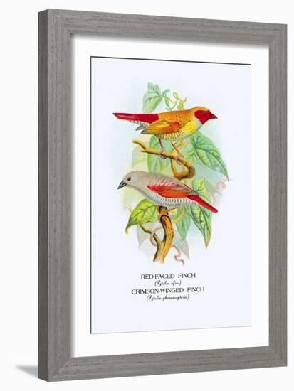 Red-Faced Finch, Crimson-Winged Finch-Arthur G. Butler-Framed Art Print