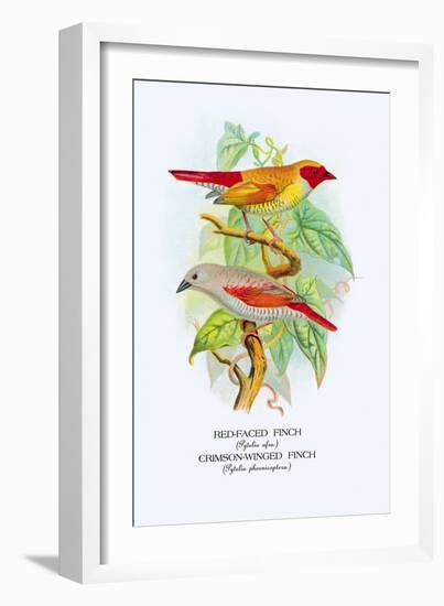 Red-Faced Finch, Crimson-Winged Finch-Arthur G. Butler-Framed Art Print