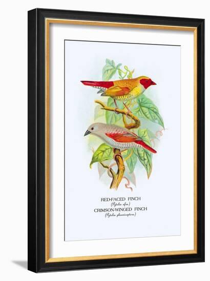 Red-Faced Finch, Crimson-Winged Finch-Arthur G. Butler-Framed Art Print