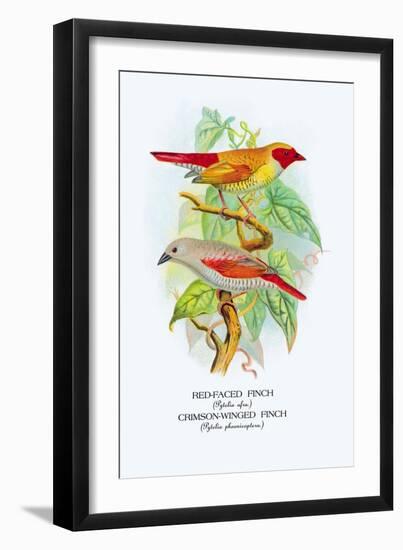 Red-Faced Finch, Crimson-Winged Finch-Arthur G. Butler-Framed Art Print