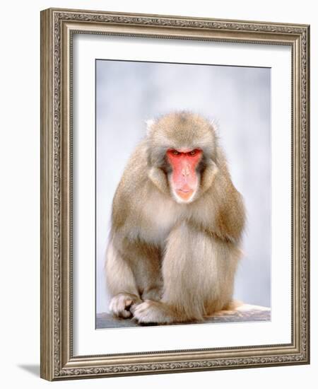 Red-faced makak-Herbert Kehrer-Framed Photographic Print