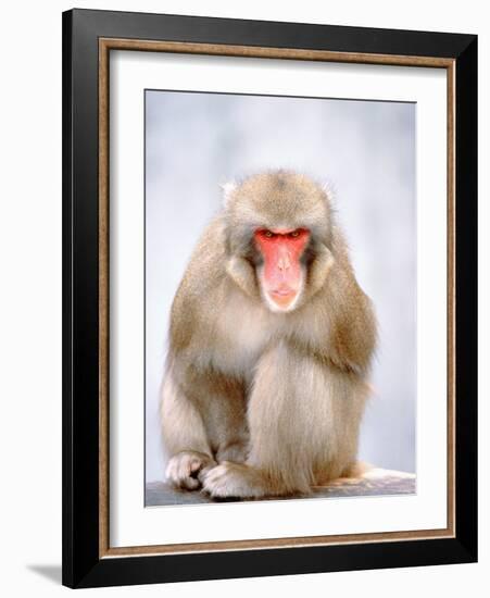 Red-faced makak-Herbert Kehrer-Framed Photographic Print